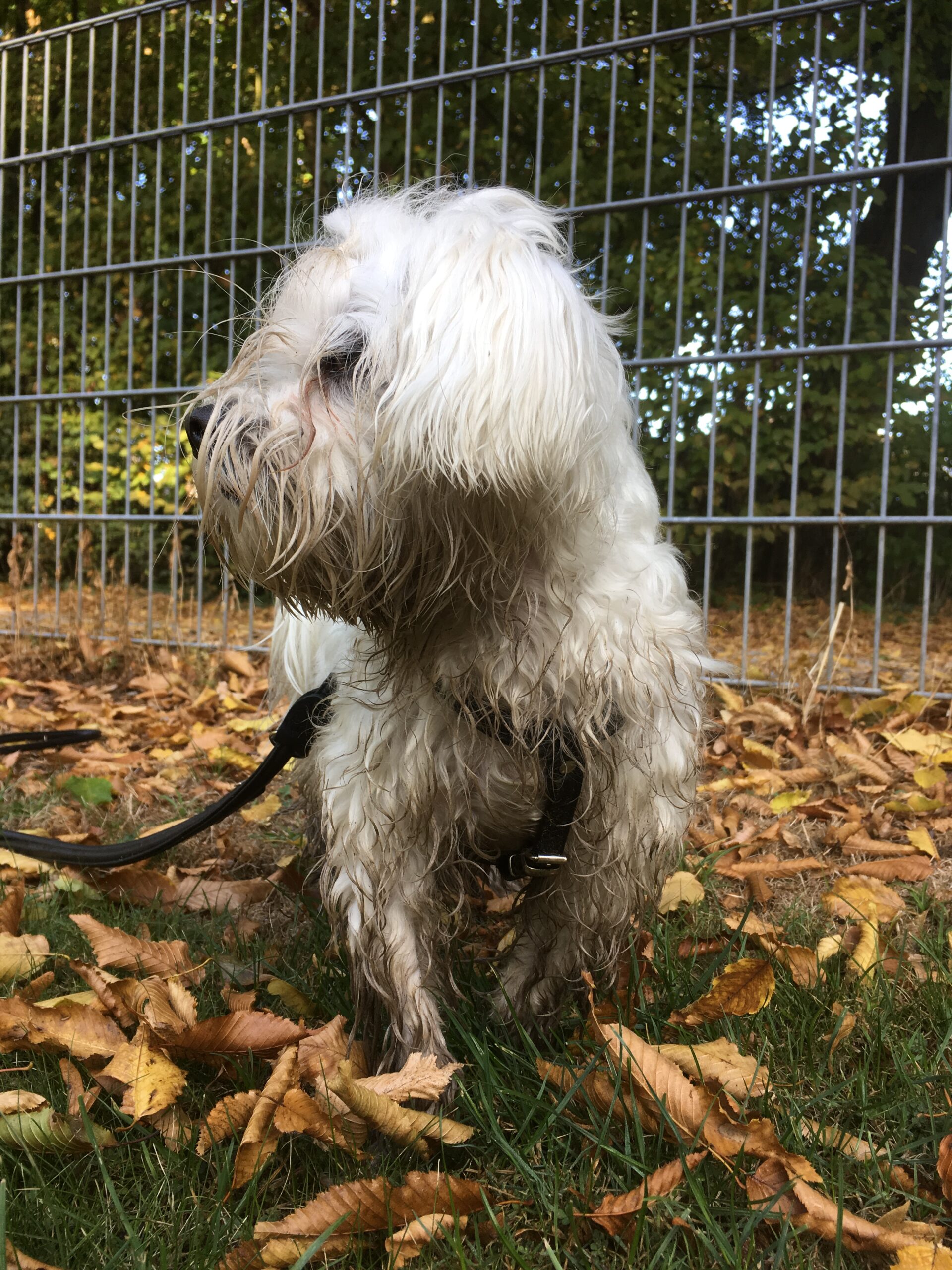 Malteser Hund schmutzig und nass in der Hundeschule