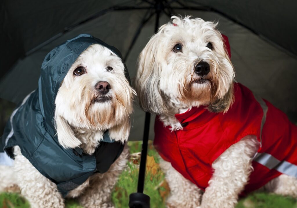 2 kleine weisse Hunde mögen keinen Regen und sitzen unter dem Regenschirm