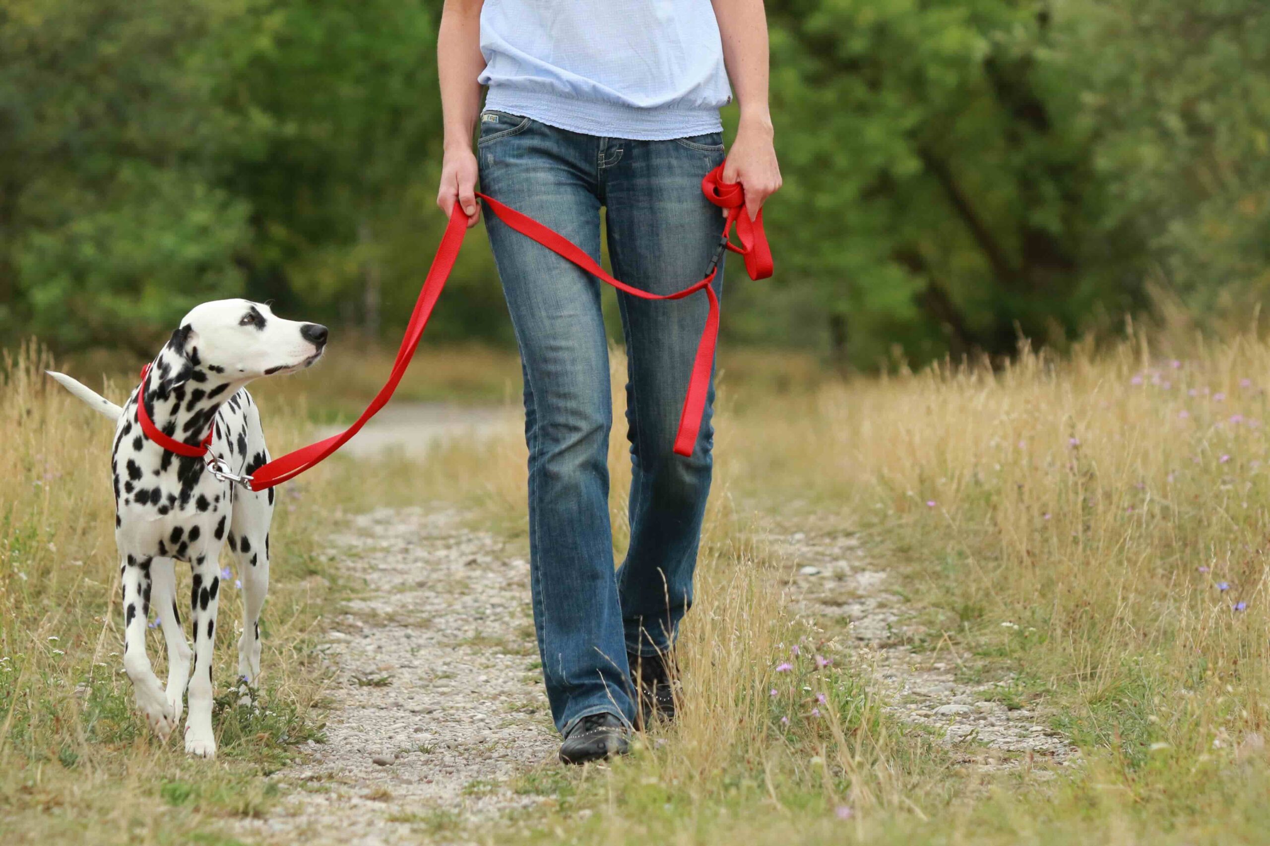 in der Hundeschule läuft der Dalmatiner Hund an lockerer Leine neben seinem Menschen