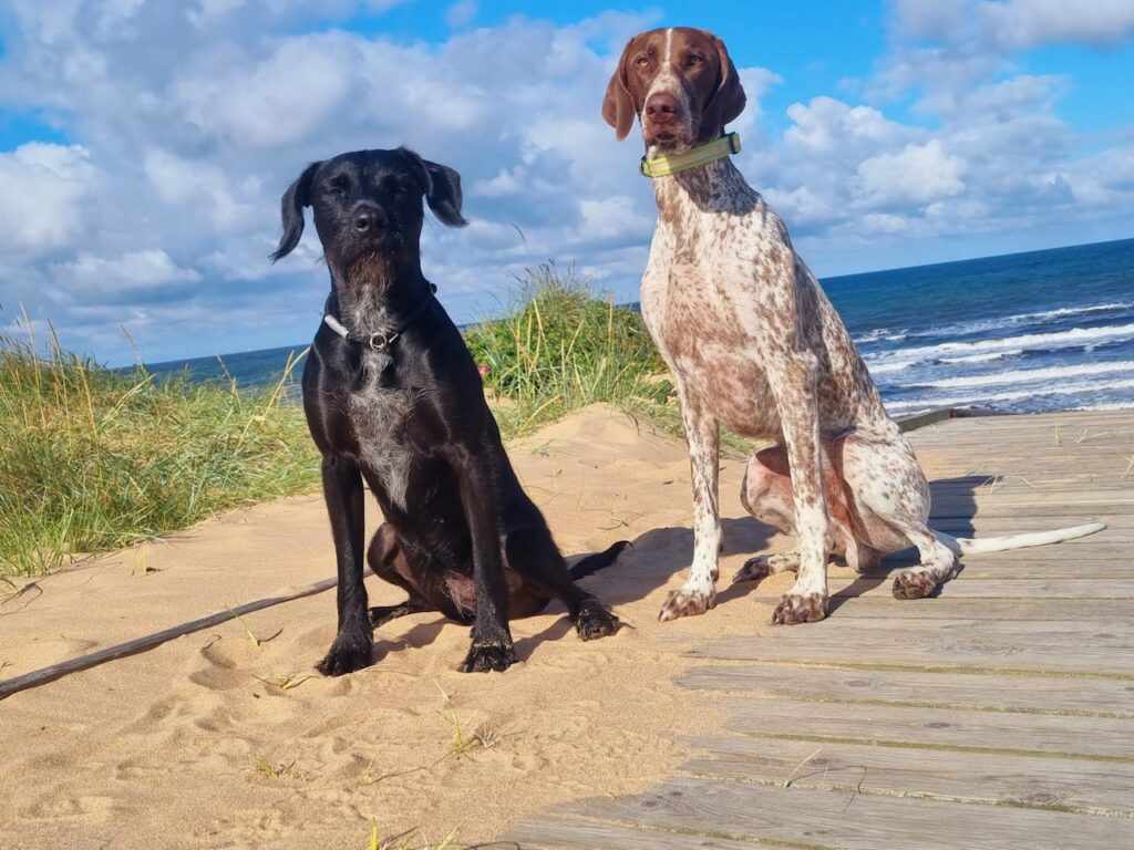 2 grosse Hunde trainieren Gehorsam mit der Hundeschule am Strand