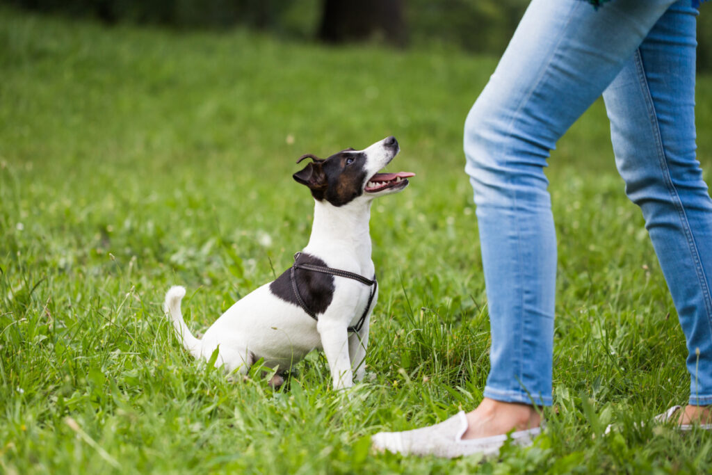 bei der Hunde Erziehung sitzt ein kleiner Terrier aufmerksam vor einer Frau auf der Wiese und übt Gehorsam