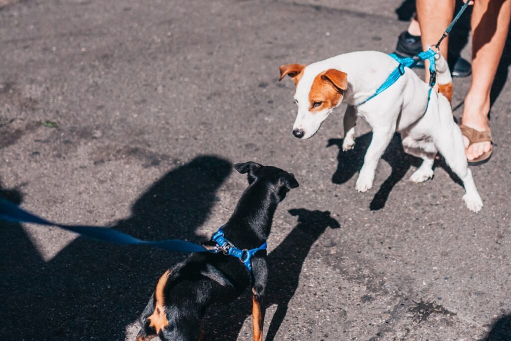 zwei kleine Terrier ziehen bei der Hundebegegnung in die Leine und sind angespannt