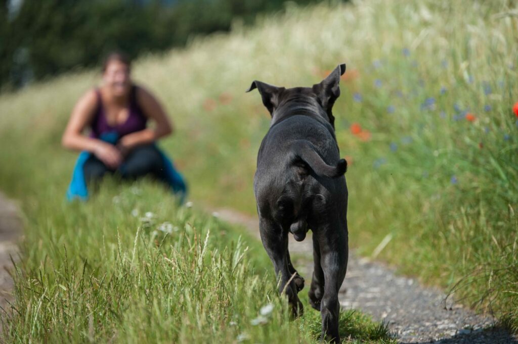 bei der Hunde Erziehung rennt ein grosser brauner Hund zu seinem Menschen zurück