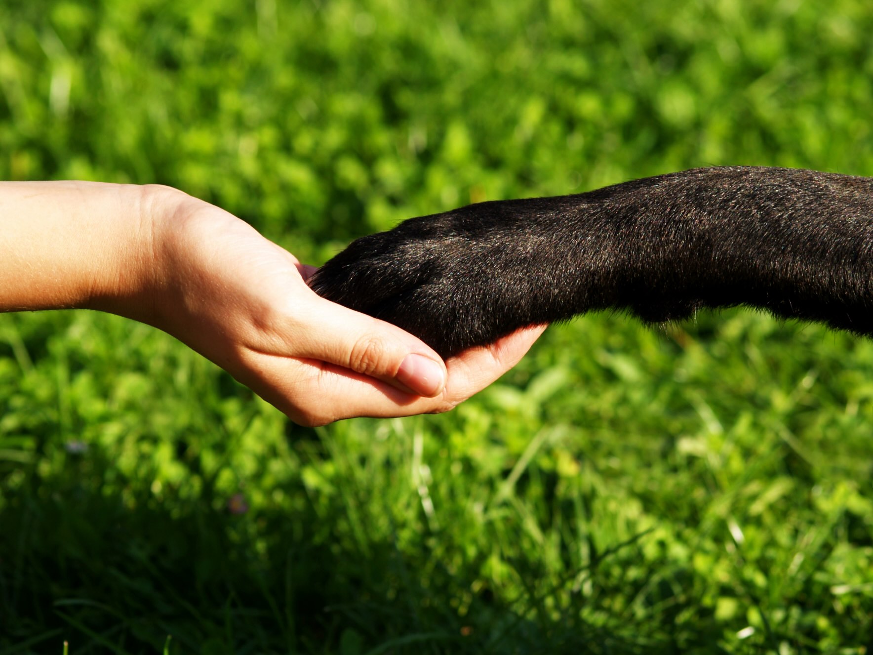 Gemeinsames Lernen in der Hundeschule: Eine Frau hält die Pfote eines schwarzen Hundes in ihrer Hand